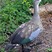 Blue-winged Goose